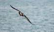 Seagulls fly over the sea at the seaside of Gujia Island, a new area on the West coast of...
