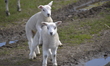 Lambs frolicking in a field in Derbyshire, England, United Kingdom on Sunday 17th April 20...