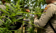 Aceh Police destroy illegal marijuana plants eradicated drugs while on operations in Sawan...