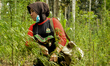 Women Police Aceh destroy of marijuana plants eradicated illegal drugs while on operations...
