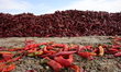Farmers use the large temperature difference between day and night in the Gobi Desert to d...