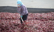 Farmers use the large temperature difference between day and night in the Gobi Desert to d...
