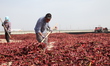 Farmers use the large temperature difference between day and night in the Gobi Desert to d...