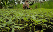 Police Aceh destroy illegal marijuana plant seeds when making drugs eradication operations...