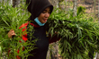 Woman Police Aceh carrying marijuana plants to be destroyed when making operation to eradi...