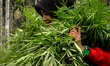 Woman Police Aceh carrying marijuana plants to be destroyed when making operation to eradi...