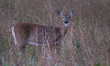 The white-tailed deer (Odocoileus virginianus), also known as the whitetail or the Virgini...