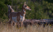 The pronghorn (Antilocapra americana) is a species of artiodactyl (even-toed, hoofed) mamm...