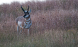 The pronghorn (Antilocapra americana) is a species of artiodactyl (even-toed, hoofed) mamm...