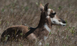 The pronghorn (Antilocapra americana) is a species of artiodactyl (even-toed, hoofed) mamm...
