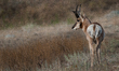 The pronghorn (Antilocapra americana) is a species of artiodactyl (even-toed, hoofed) mamm...