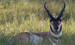 The pronghorn (Antilocapra americana) is a species of artiodactyl (even-toed, hoofed) mamm...