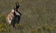 The pronghorn (Antilocapra americana) is a species of artiodactyl (even-toed, hoofed) mamm...