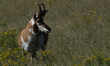 The pronghorn (Antilocapra americana) is a species of artiodactyl (even-toed, hoofed) mamm...