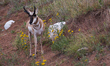 The pronghorn (Antilocapra americana) is a species of artiodactyl (even-toed, hoofed) mamm...