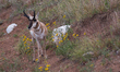 The pronghorn (Antilocapra americana) is a species of artiodactyl (even-toed, hoofed) mamm...