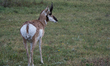 The pronghorn (Antilocapra americana) is a species of artiodactyl (even-toed, hoofed) mamm...