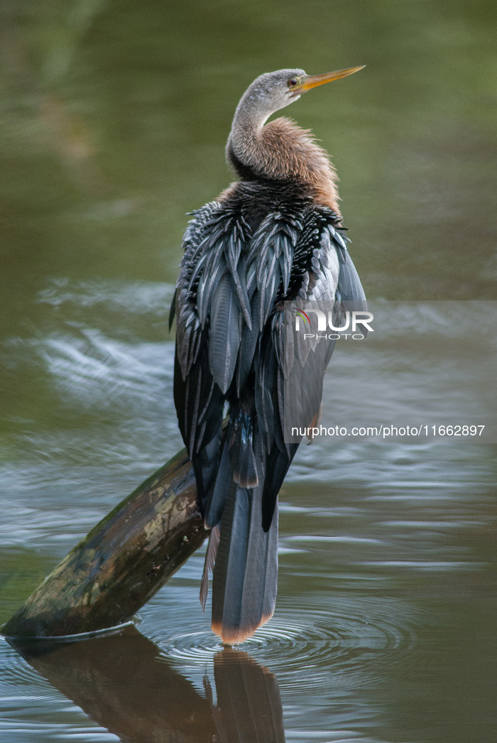 American Anhinga