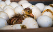 A newly hatched chick emerges from an egg incubator machine on a farm in Hanspukuria, West...