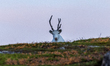 A reindeer stands on rocky terrain at Nordkapp, Norway, on September 27, 2024. Nordkapp, t...