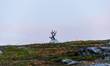 A reindeer stands on rocky terrain at Nordkapp, Norway, on September 27, 2024. Nordkapp, t...