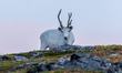 A reindeer stands on rocky terrain at Nordkapp, Norway, on September 27, 2024. Nordkapp, t...