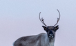 A reindeer stands on rocky terrain at Nordkapp, Norway, on September 27, 2024. Nordkapp, t...