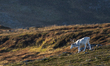 A reindeer stands on rocky terrain at Nordkapp, Norway, on September 27, 2024. Nordkapp, t...
