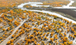 The photo taken on October 16, 2024, shows the autumn scenery of wetland populus euphratic...