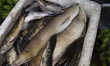Typical Amazonian fish are on sale at the town market in Afua, Para, Brazil, on September...