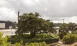 In Lisbon, Portugal, on October 17, 2024, a general view of the olive tree outside the Bas...