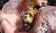 A dog is dressed as a fairy princess while being strolled down the route in the 34th Annua...