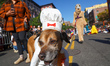 A dog dresses as a chef for the 34th Annual Tompkins Square Halloween Dog Parade in Tompki...