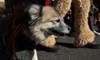 A dog participates in the 34th Annual Tompkins Square Halloween Dog Parade in Tompkins Squ...