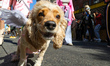 A dog participates in the 34th Annual Tompkins Square Halloween Dog Parade in Tompkins Squ...