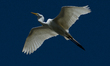 The great egret (Ardea alba), also known as the common egret, large egret, or in the Old W...