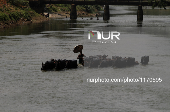 A villager holds his traditional umbrella as he walks along with his buffalos in the water after baths his buffalos to beat the heat in toda...