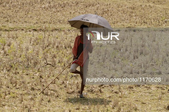 A villager stand in the shadow of his umbrella to protect him from the Sun light as he keep watches his goat herd grazing in the field  in t...