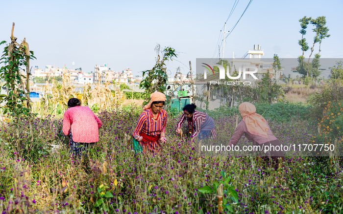 People Harvesting Globe Amaranth For Tihar Garlands In Kathmandu, Nepal