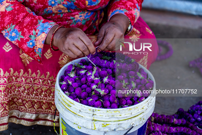 People Harvesting Globe Amaranth For Tihar Garlands In Kathmandu, Nepal