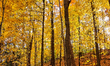 A forest during the autumn season in Maple, Ontario, Canada, on October 27, 2024. 