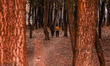 A Kashmiri boy eats snacks as he moves through a tree nursery during the autumn season in...