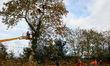 Two woodcutters cut down a plane tree where two 'ecureuils' still live. The gendarmerie bl...