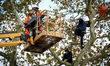 Two woodcutters cut down a plane tree where two 'ecureuils' still live. The gendarmerie bl...