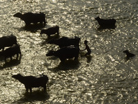 An indian shephard crosses the dried and shrinked stream of Ganges River ,with his buffaloes ,during a hot day in Allahabad on April 28,2016...