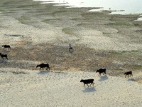 An indian shephard walks on sand,the dried and shrinked River bed of Ganges river,with his buffaloes ,during a hot day in Allahabad on April...