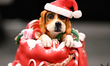 A chocolate dog figure in a Santa Claus hat is seen for sale at the Cake and Candy Fare in...
