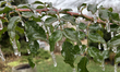 A thin sheet of ice covers a rose bush as freezing rain coats surfaces with ice in Toronto...