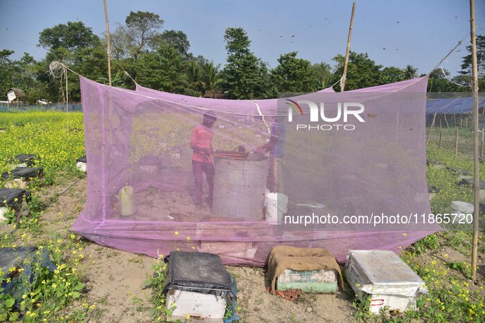 Mustard Agriculture In India