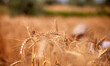 Palestinian harvests wheat on a farm near the border with the east of Gaza City with Israe...